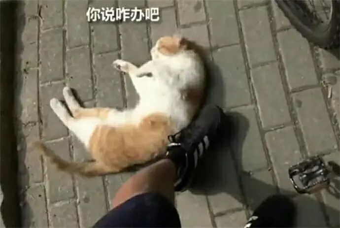 主人到家發現貓咪在取暖,可總覺得哪裡不對勁,走近一看笑噴了