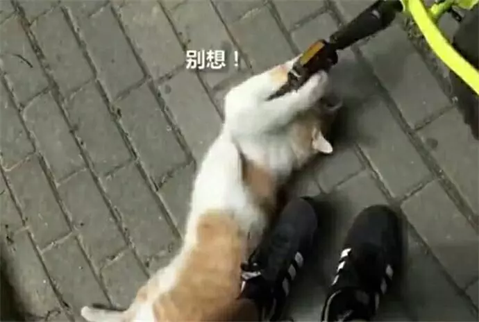 主人到家發現貓咪在取暖,可總覺得哪裡不對勁,走近一看笑噴了