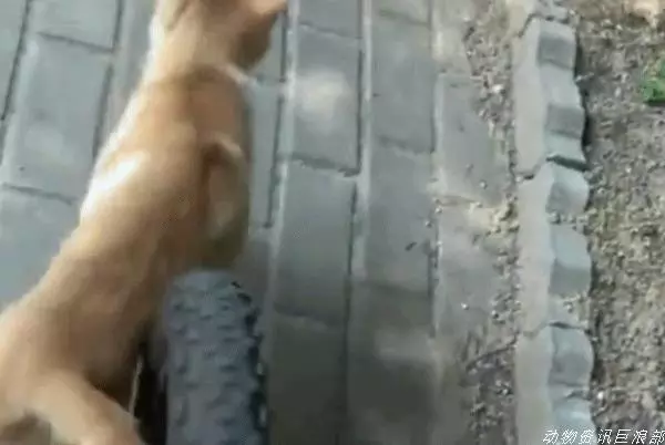 主人到家發現貓咪在取暖,可總覺得哪裡不對勁,走近一看笑噴了