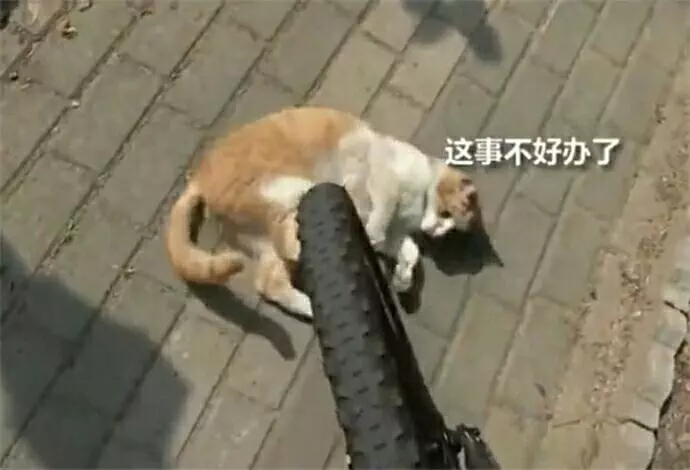主人到家發現貓咪在取暖,可總覺得哪裡不對勁,走近一看笑噴了