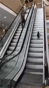 貓咪想上樓卻爬錯了電梯,上不去的它懵圈了,快懷疑貓生了!