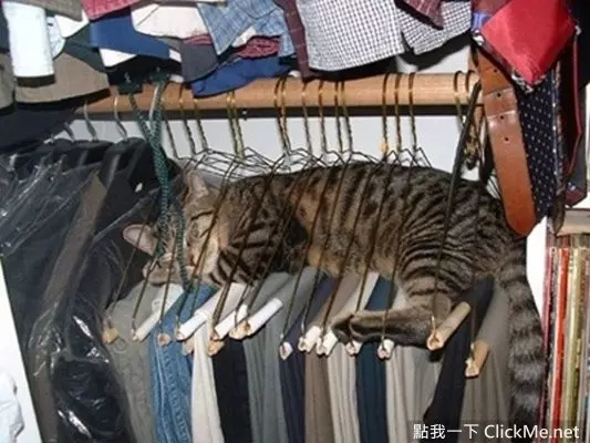 貓咪想上樓卻爬錯了電梯,上不去的它懵圈了,快懷疑貓生了!