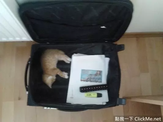貓咪想上樓卻爬錯了電梯,上不去的它懵圈了,快懷疑貓生了!
