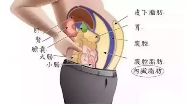 肚子上脂肪太厚了,(堅持吃7天後,會發現大肚腩悄悄不見了合理飲食加運動,先無氧後有氧運動)