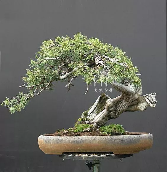 玩轉盆景雕刻,1天能抵上10年年功,值得收藏