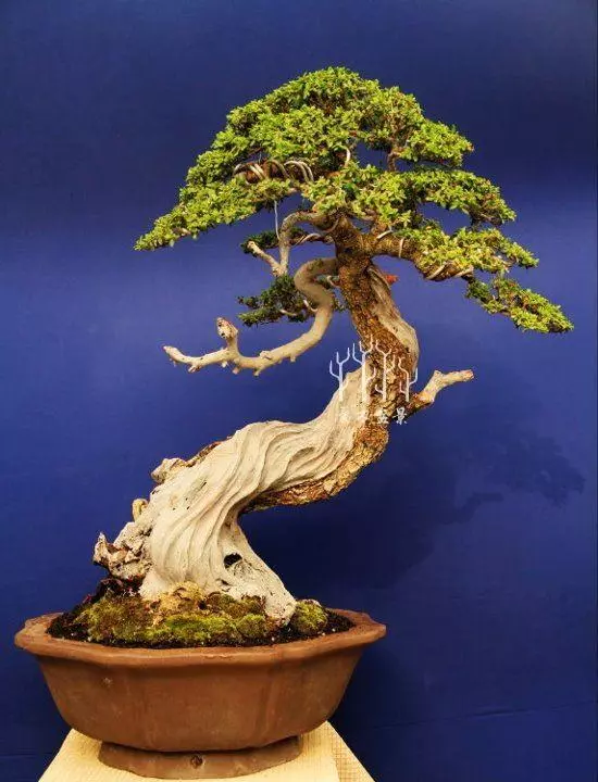 玩轉盆景雕刻,1天能抵上10年年功,值得收藏