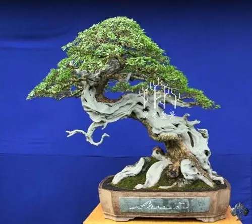 玩轉盆景雕刻,1天能抵上10年年功,值得收藏