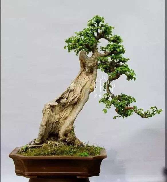 玩轉盆景雕刻,1天能抵上10年年功,值得收藏