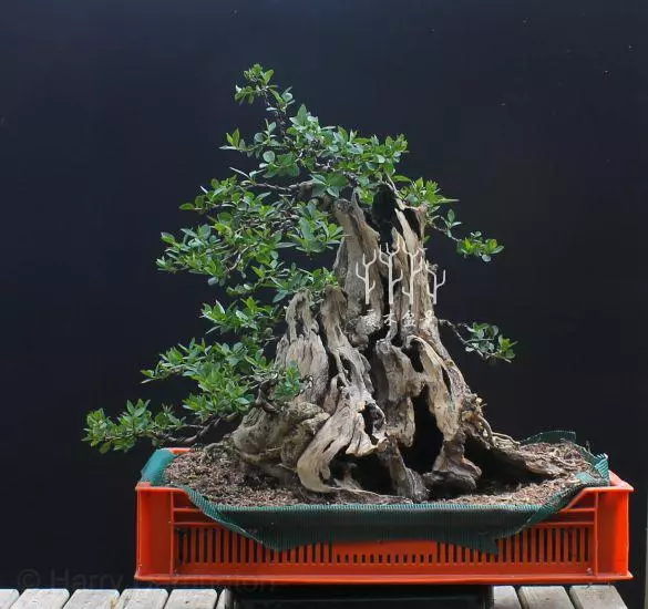 玩轉盆景雕刻,1天能抵上10年年功,值得收藏
