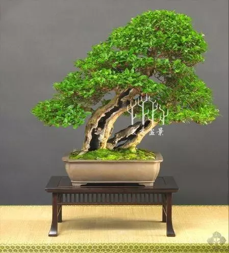 玩轉盆景雕刻,1天能抵上10年年功,值得收藏