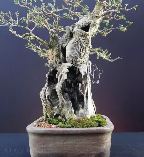 玩轉盆景雕刻,1天能抵上10年年功,值得收藏