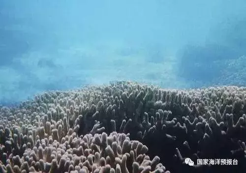 中國三沙發現神秘海洋藍洞,深度超300米,傳說為「南海之眼」