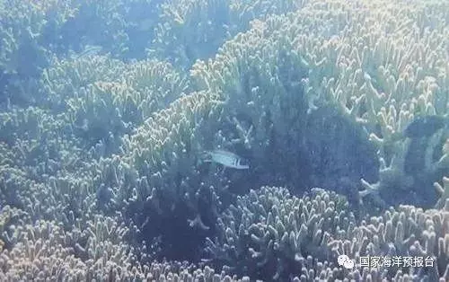 中國三沙發現神秘海洋藍洞,深度超300米,傳說為「南海之眼」