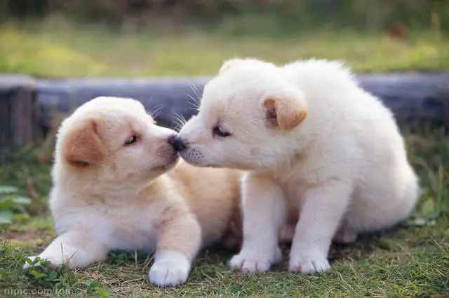 幼犬如果缺鈣了會怎麼樣?幼犬缺鈣吃什麼補鈣效果最快最好?