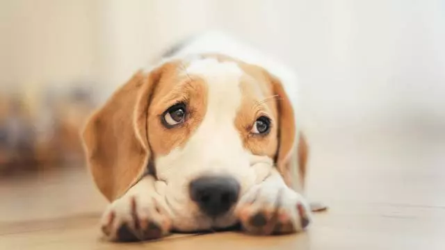 幼犬如果缺鈣了會怎麼樣?幼犬缺鈣吃什麼補鈣效果最快最好?