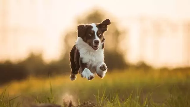 幼犬如果缺鈣了會怎麼樣?幼犬缺鈣吃什麼補鈣效果最快最好?