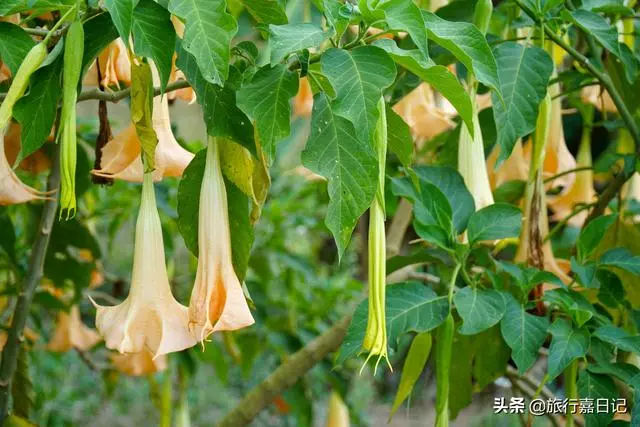 探秘海南神秘石林,全世界僅有二處,無人機在此處失控險炸機