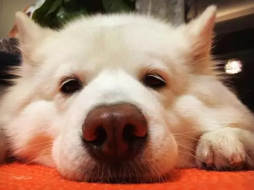 狗狗頭上長白頭髮了,狗狗為何未老先衰?這和日常的壓力有關