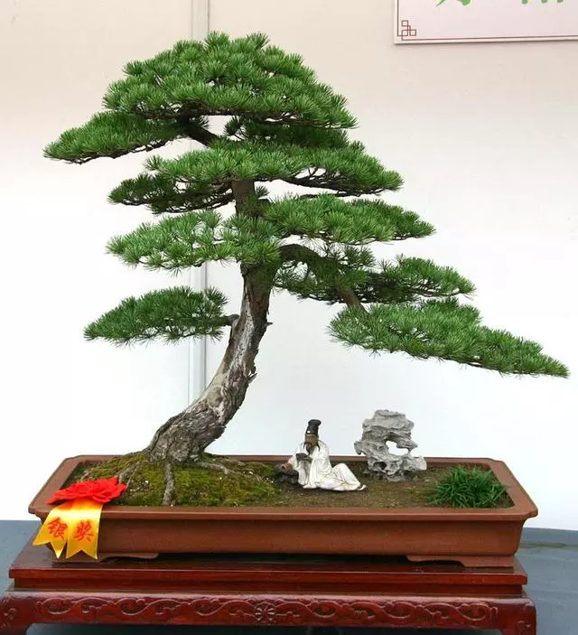 松樹盆景怎麼「造型」,掌握好這些技巧,讓其更有魅力!