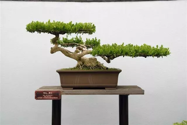 松樹盆景怎麼「造型」,掌握好這些技巧,讓其更有魅力!
