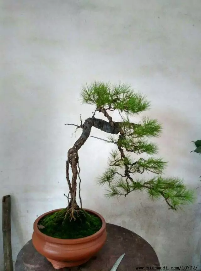 松樹盆景怎麼「造型」,掌握好這些技巧,讓其更有魅力!
