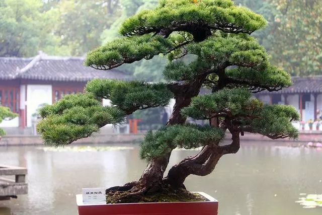 松樹盆景怎麼「造型」,掌握好這些技巧,讓其更有魅力!