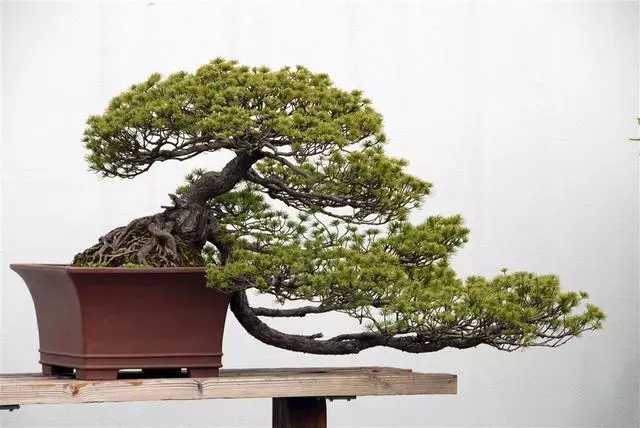 松樹盆景怎麼「造型」,掌握好這些技巧,讓其更有魅力!