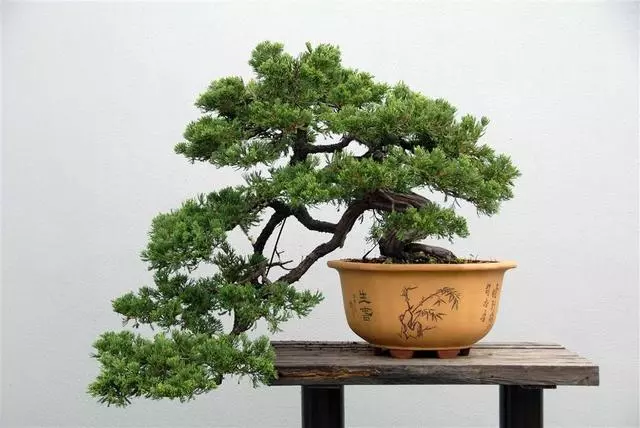 松樹盆景怎麼「造型」,掌握好這些技巧,讓其更有魅力!
