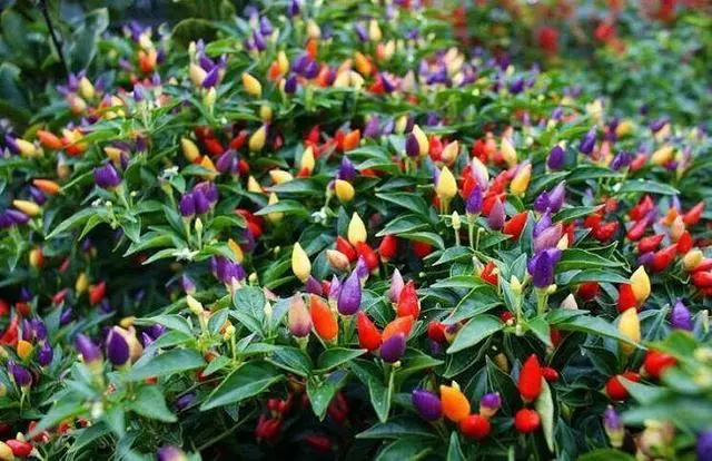 人養花,花也養人,這花去濕排毒,醫生也愛養!
