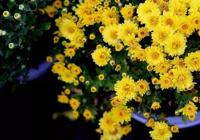 人養花,花也養人,這花去濕排毒,醫生也愛養!