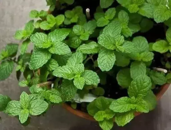 人養花,花也養人,這花去濕排毒,醫生也愛養!