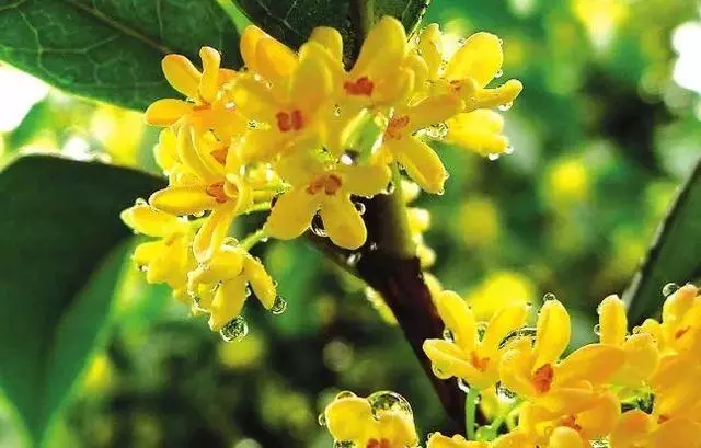 人養花,花也養人,這花去濕排毒,醫生也愛養!
