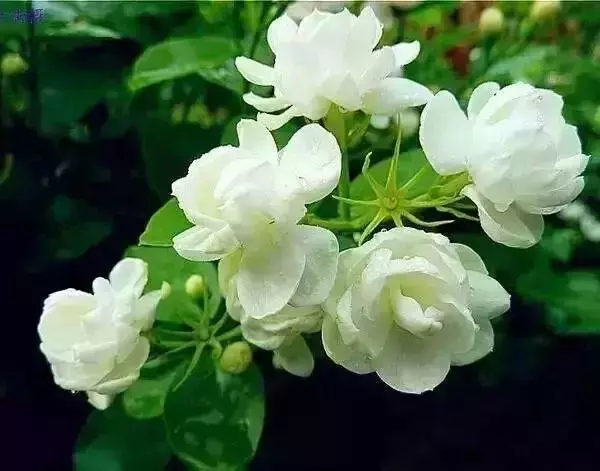 人養花,花也養人,這花去濕排毒,醫生也愛養!