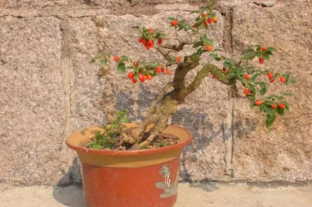 人養花,花也養人,這花去濕排毒,醫生也愛養!