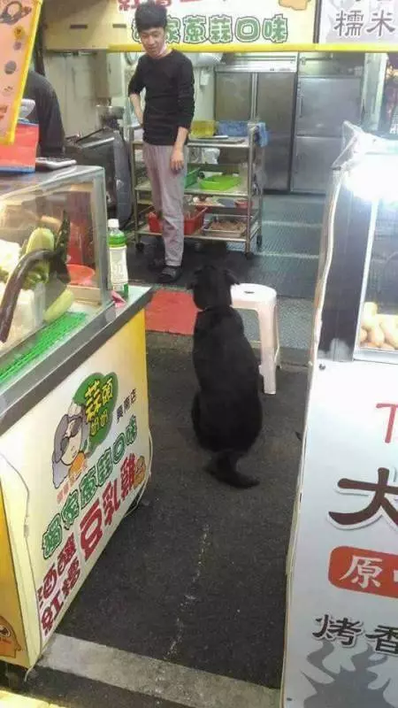 教過狗狗「要吃的就乖乖坐好」 傻黑汪興奮跳車「坐地等蛋餅」:把拔買這個~