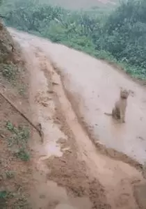 他開車被流浪狗擋住去路,弄清真相後不禁感謝:它救了我一命