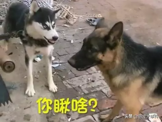 這條看門的哈士奇脾氣還挺大,德牧表示不想和傻子說話