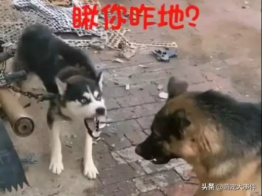 這條看門的哈士奇脾氣還挺大,德牧表示不想和傻子說話