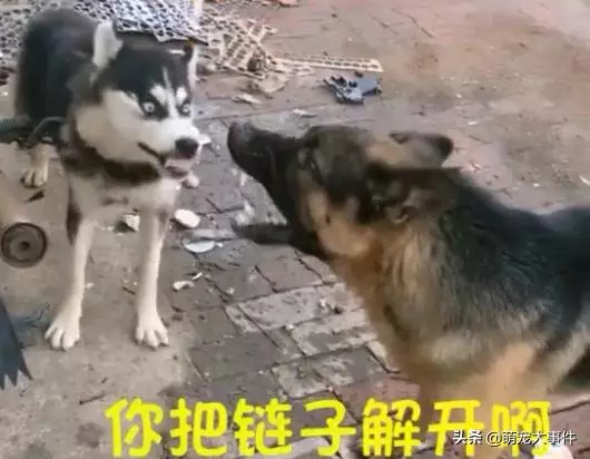這條看門的哈士奇脾氣還挺大,德牧表示不想和傻子說話