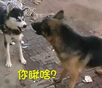 這條看門的哈士奇脾氣還挺大,德牧表示不想和傻子說話
