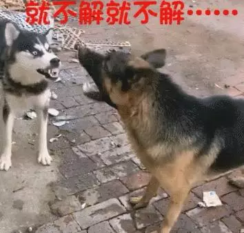 這條看門的哈士奇脾氣還挺大,德牧表示不想和傻子說話