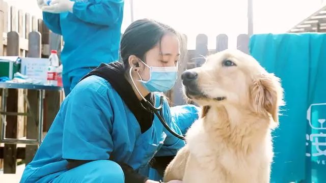 一直補充蛋黃,並不能幫狗狗美毛,有可能還會傷了腎臟
