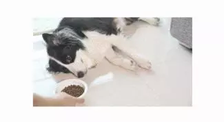 一直補充蛋黃,並不能幫狗狗美毛,有可能還會傷了腎臟