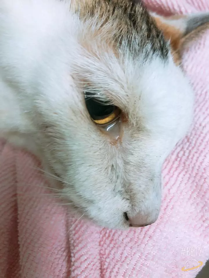 謝謝妳22年的陪伴!老貓「含淚最後一次告別」 伸手安撫馬麻:我會想妳的