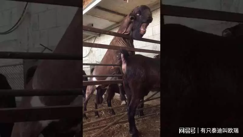 長得超隨便!「全世界最醜的羊」名不虛傳,但是身價卻要200萬!