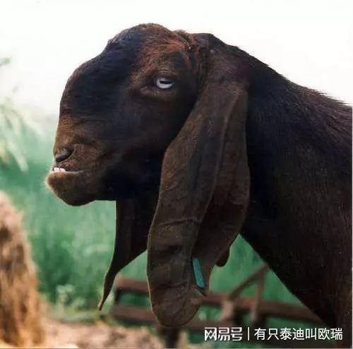 長得超隨便!「全世界最醜的羊」名不虛傳,但是身價卻要200萬!