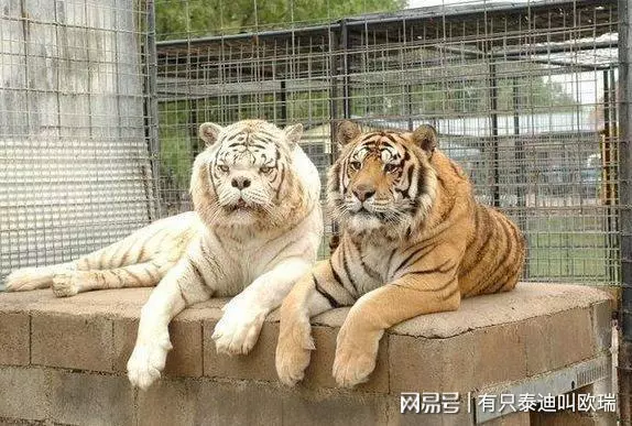 長得超隨便!「全世界最醜的羊」名不虛傳,但是身價卻要200萬!