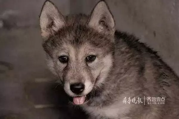 哈士奇「混入狼堆」竟當上老大 娶了母狼還生下激萌混血娃 - 寵物星人的秘密基地