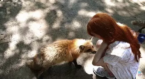 他把猩猩養大就野放叢林 5年後重逢猩猩做出「噴淚舉動」:把拔我好想你! - 寵物星人的秘密基地