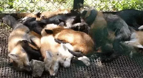 他把猩猩養大就野放叢林 5年後重逢猩猩做出「噴淚舉動」:把拔我好想你! - 寵物星人的秘密基地